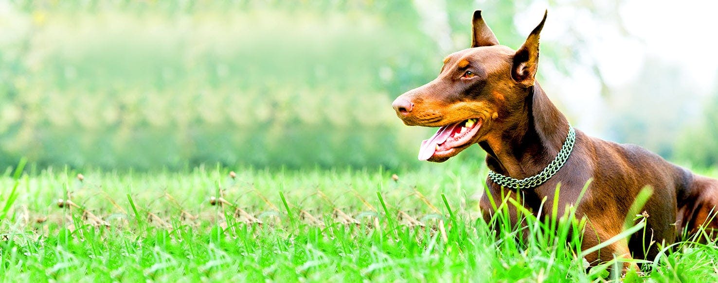 Dog Names Meaning Healer Popular Male and Female Names Wag!